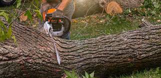 Best Emergency Tree Removal  in Adamsville, TN