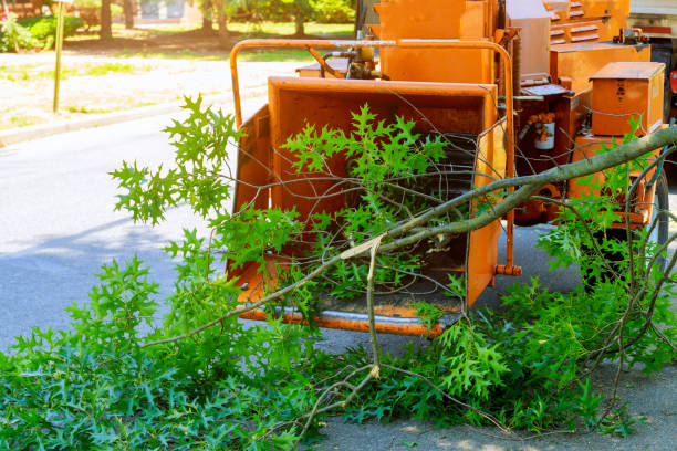 How Our Tree Care Process Works  in  Adamsville, TN