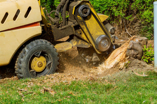 Best Tree and Shrub Care  in Adamsville, TN