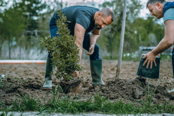 Best Tree Trimming and Pruning  in Adamsville, TN