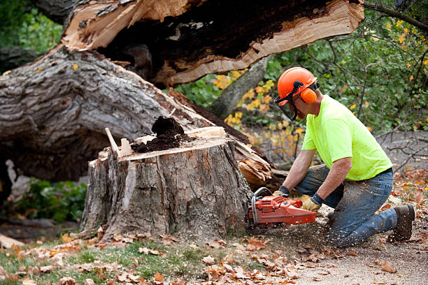  Adamsville, TN Tree Removal Pros