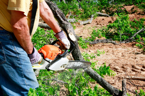 Best Stump Grinding and Removal  in Adamsville, TN